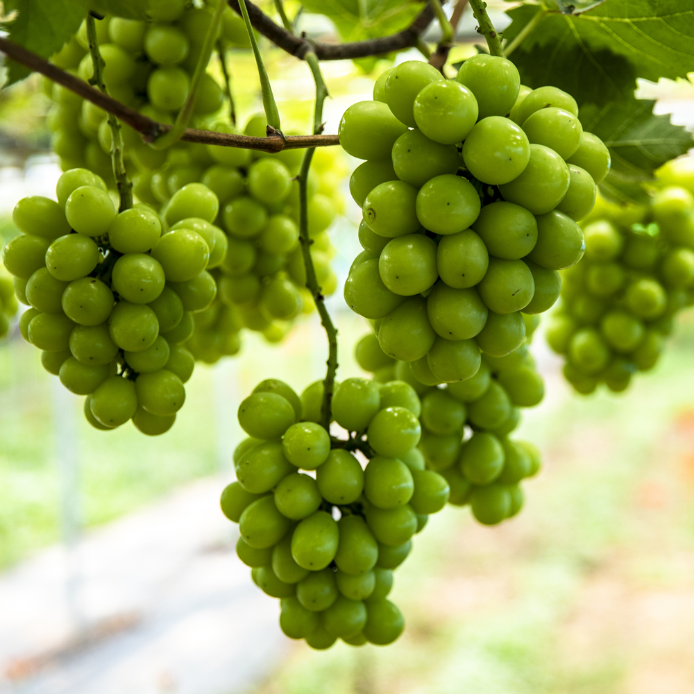 샤인머스켓 결실주 5년생