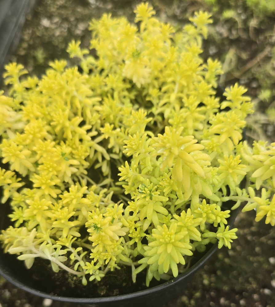 황금세덤 (Golden Sedum)