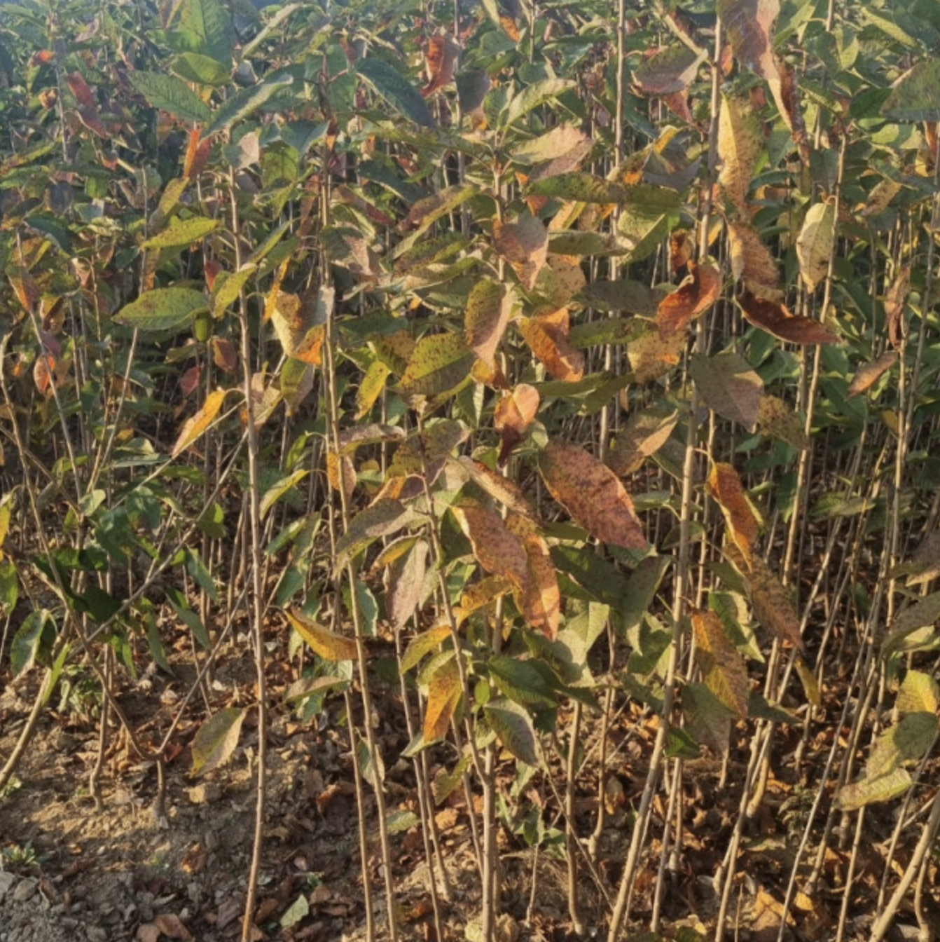 체리(러시안 8호) - R2, R3