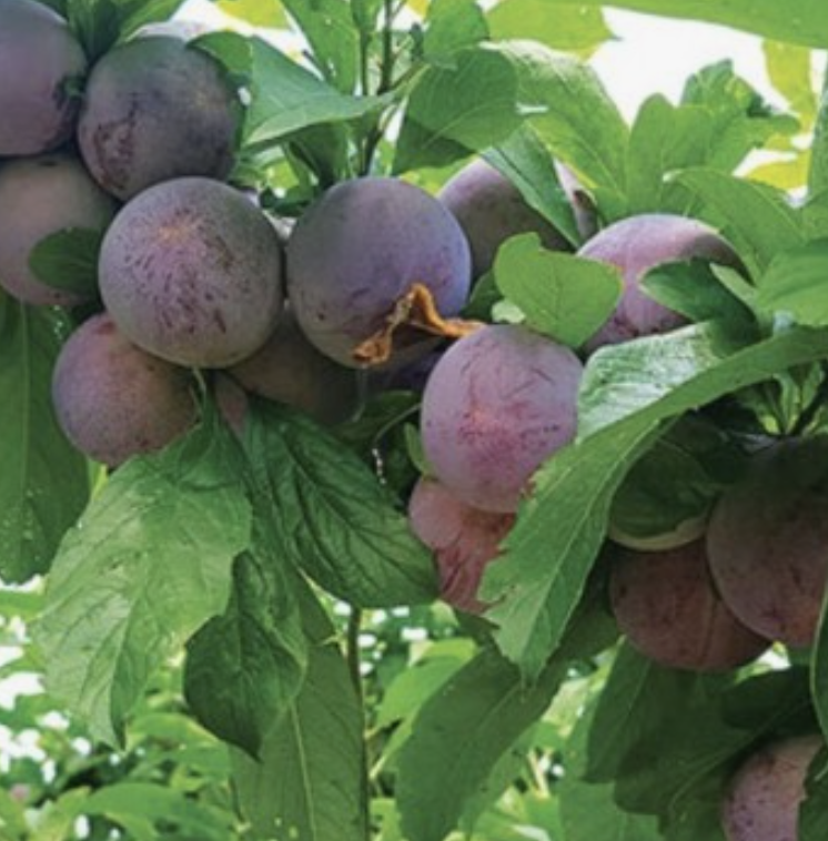 자두(알프스 왕자두)- 상묘, R3