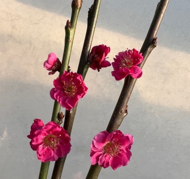 매화나무(비매) R2, R3