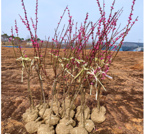 매실나무(설중매) 상묘, R2