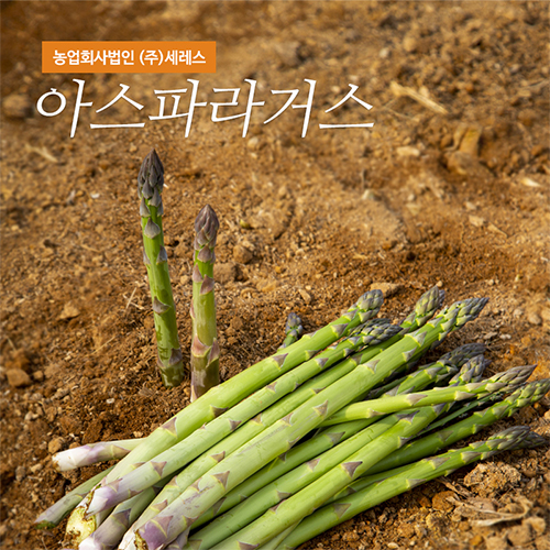 아스파라거스 종근 뿌리 구근 모종 7년생