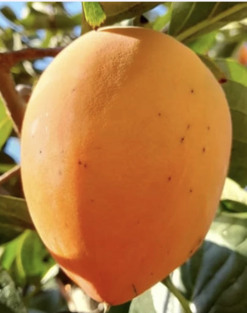 감나무 (대봉) - 상묘, R2 ,R3