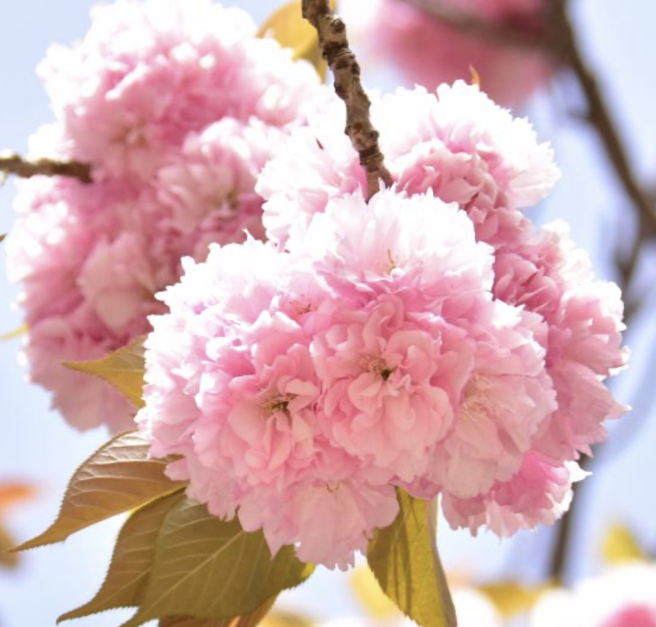 겹벚꽃 - 1.5m , R2