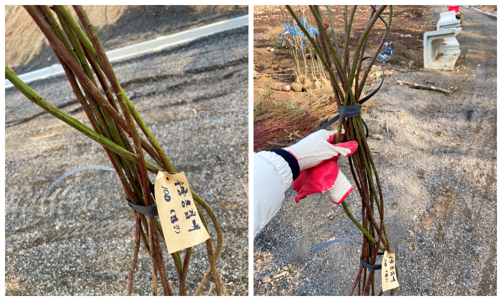 수양홍겹매 상묘