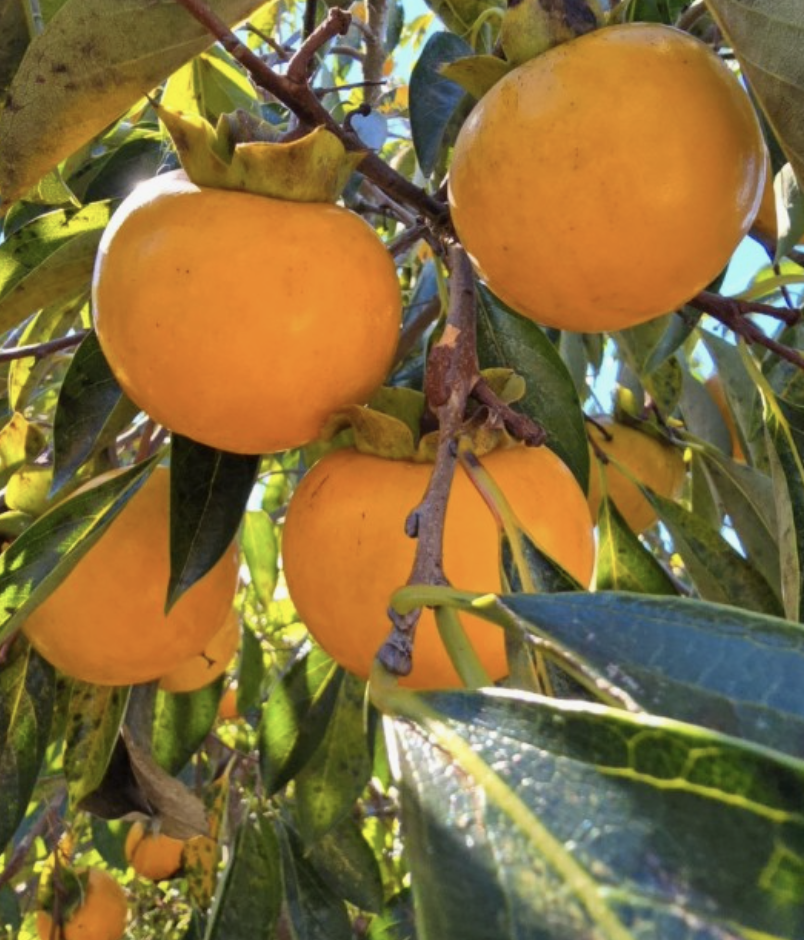 감나무(둥시)-  상묘