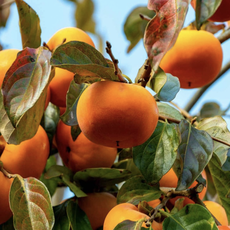 감나무(월하) - 상묘