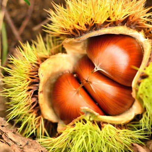 밤(옥광) - 상묘