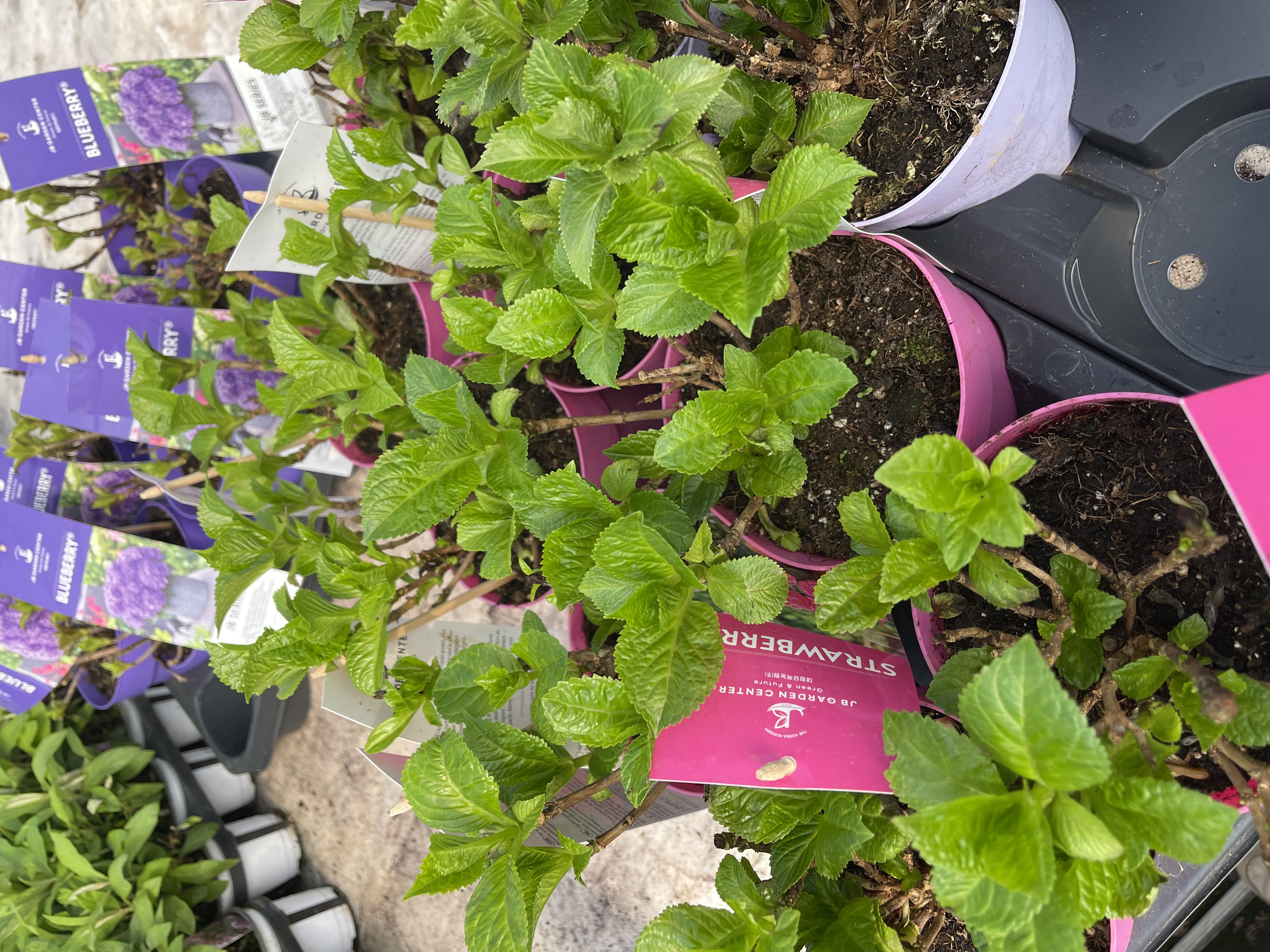 JB수국 14cm 화분묘 