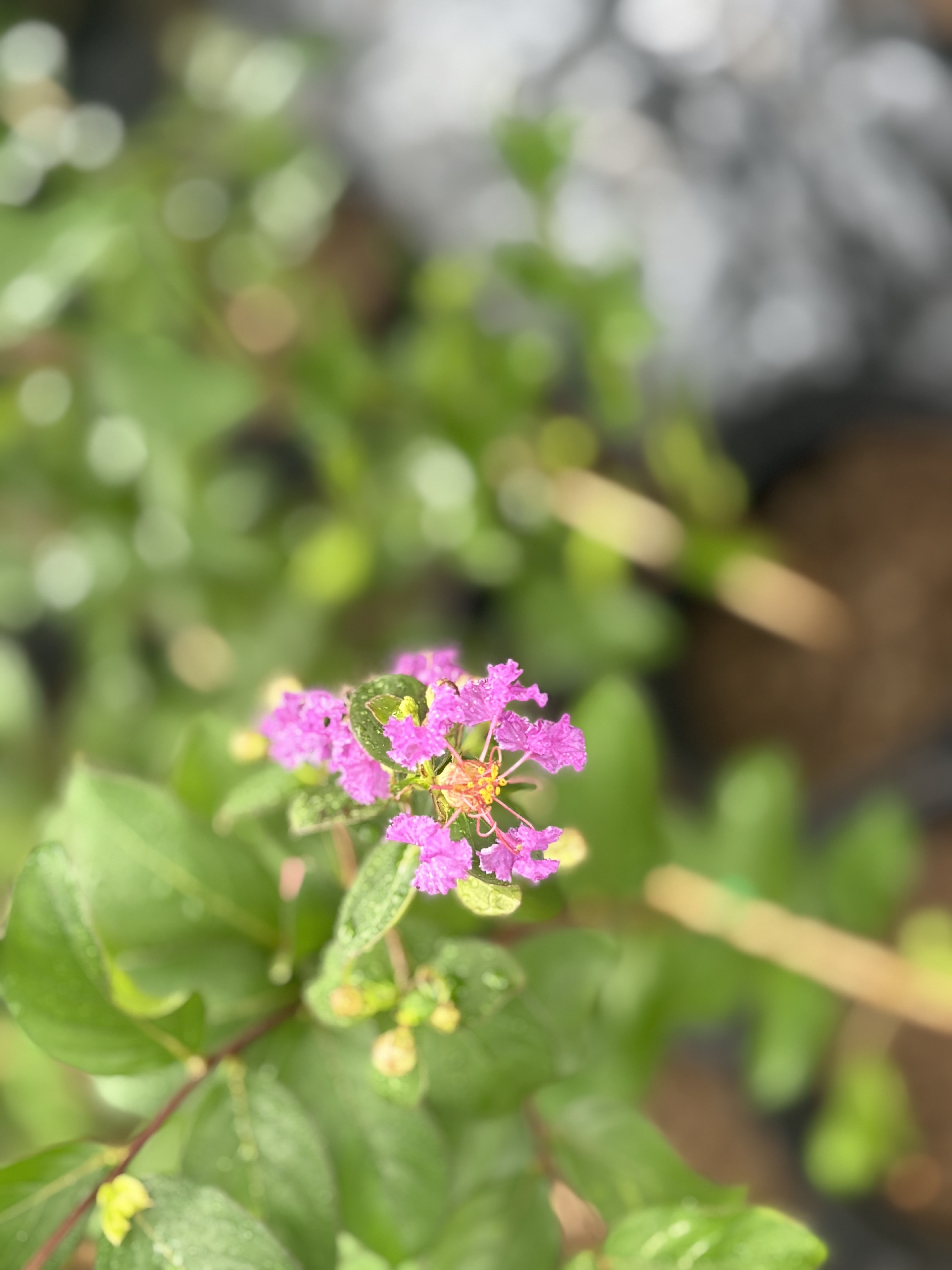 왜성배롱나무 자금령 