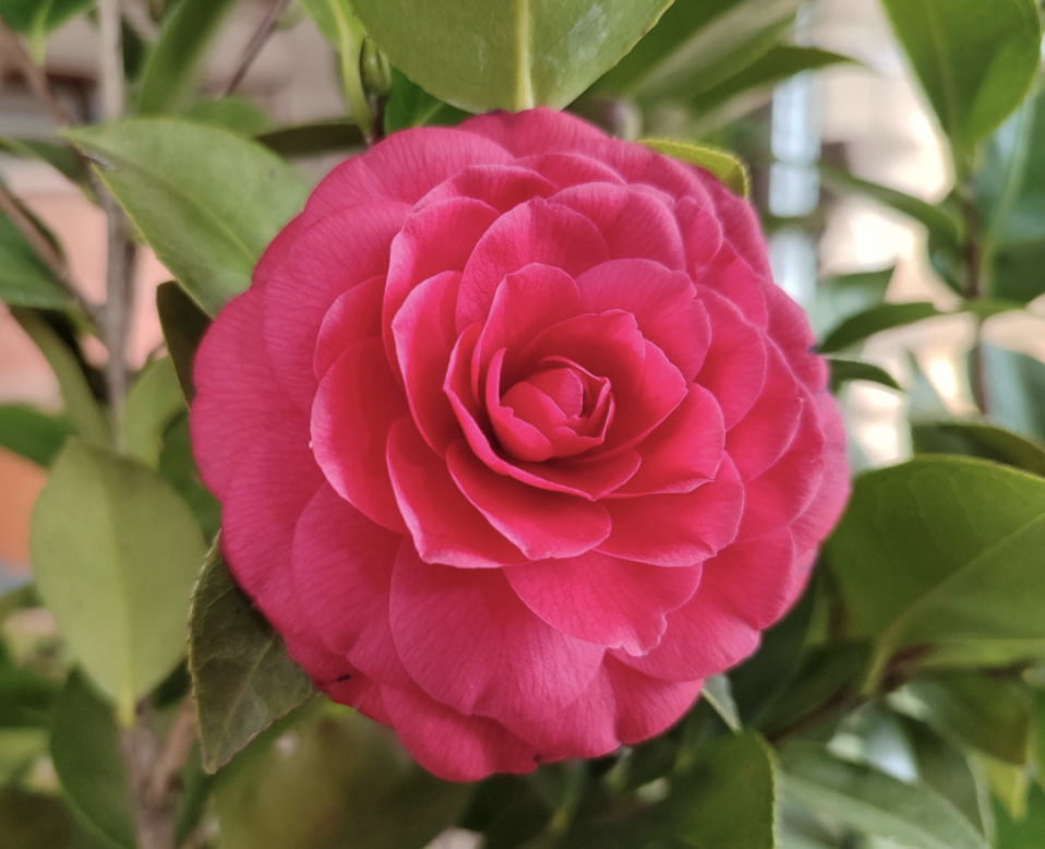 동백나무 - 블랙로즈