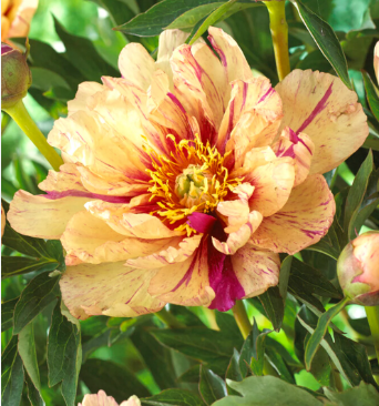 이토목단 방방탕 화분묘