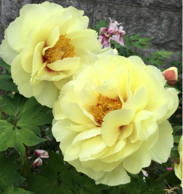 수입목단 황관 화분묘