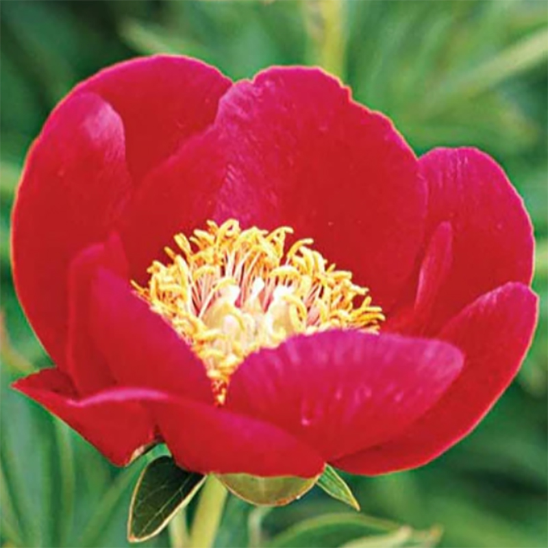 블래이즈 유럽 수입 작약 구근 숙근 2~3촉/ peony 작약꽃 노지월동