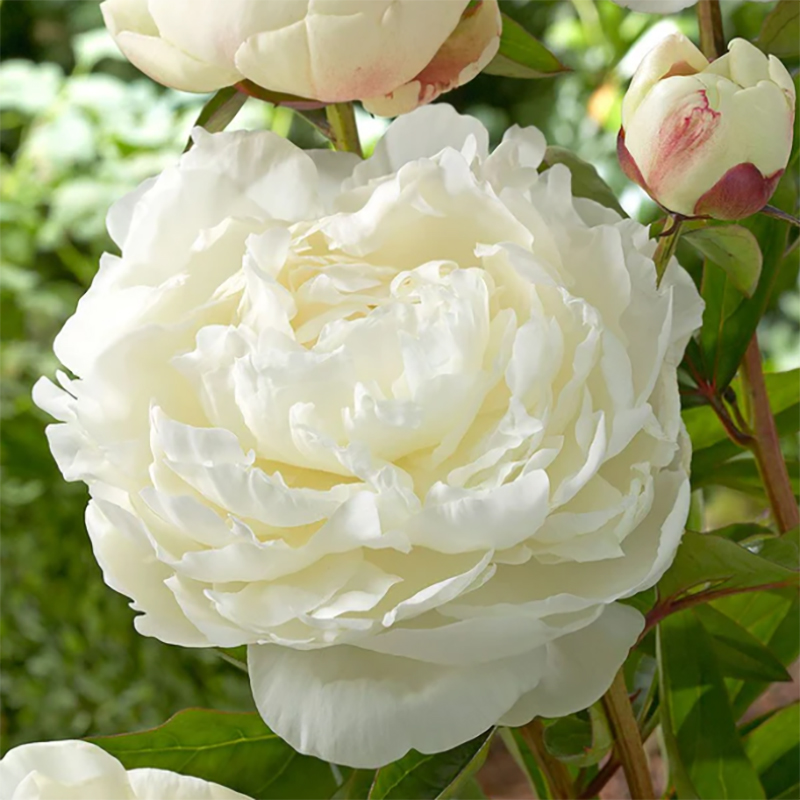 엘사 사스 작약 구근 숙근 2~3촉 