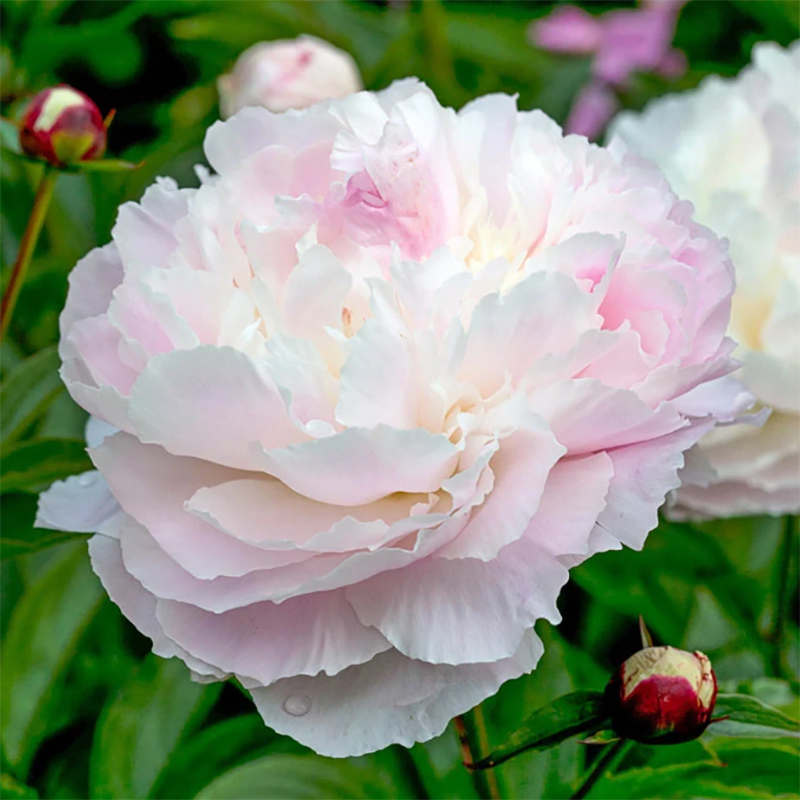 셜리 템플 작약 구근 숙근 2~3촉